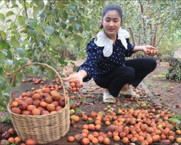 A lot of ripe jujube fruit, Collect ripe jujube fruit A lot of ripe jujube fruit, Collect ripe jujube fruit